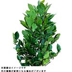 国産さかき 1束【置き楽配送指定不可】 【12時以降の配送限定】