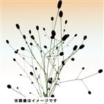 ワレモコウ 1本【置き楽配送指定不可】【12時以降のお渡し限定】