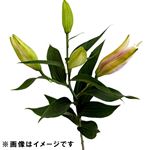 【おすすめ】オリエンタルユリ 白又はピンク 1本【置き楽配送指定不可】
