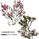 ワックスフラワー 1袋※お色は選べません【置き楽配送指定不可】【12時以降のお渡し限定】