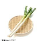 千葉県などの国内産 長（白）ねぎ 1袋