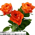 輸入バラ オレンジ 3本束【置き楽配送指定不可】