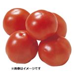 千葉県などの国内産 トマト 簡易箱 800g入 1箱