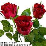 輸入バラ レッド 3本束【置き楽配送指定不可】