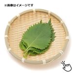 愛知県などの国内産 大葉 10枚入 1束