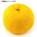 高知県などの国内産 ゆず  1個