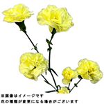 スプレーカーネーション 黄オレンジ系 2本束【置き楽配送指定不可】 【12時以降の配送限定】
