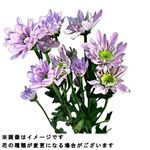 スプレーマム ピンク 2本束【置き楽配送指定不可】 【12時以降の配送限定】