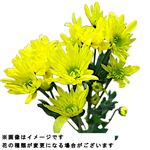 スプレーマム 黄 2本束【置き楽配送指定不可】 【12時以降の配送限定】