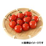 茨城県などの国内産 ミニトマト 少量 1パック