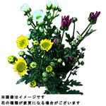 小菊3色 3本束【置き楽配送指定不可】