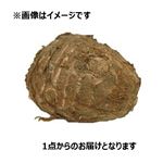 埼玉県などの国内産 さといも 1個
