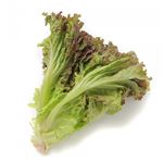 千葉県などの国内産 サニーレタス 1袋