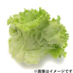 トップバリュ 千葉県などの国内産 プリーツレタス 1袋