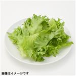 トップバリュ 千葉県などの国内産 ちぎりフリルレタス 1袋