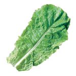 岡山県などの国内産 サンチュ 1袋