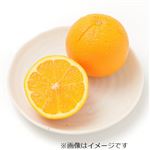トップバリュ オーストラリアなどの国外産 甘さギュッとオレンジ 1個