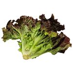 トップバリュ 減の恵み 茨城県などの国内産 サニーレタス 1袋