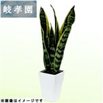 岐阜県岐孝園 サンセベリア4号スクエア 12cm鉢【置き楽配送指定不可】