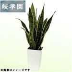 岐阜県岐孝園 サンセベリア5号スクエア 15cm鉢【置き楽配送指定不可】