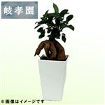 岐阜県岐孝園 ガジュマル4号スクエア 12cm鉢【置き楽配送指定不可】