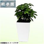 岐阜県岐孝園 シェフレラ4号スクエア 12cm鉢【置き楽配送指定不可】