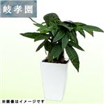 岐阜県岐孝園 パキラ4号スクエア 12cm鉢【置き楽配送指定不可】