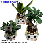 ミニ観葉ふくろう陶器入り 6cm鉢※種類は選べません【置き楽配送指定不可】