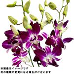 デンファレ 1束【置き楽配送指定不可】【12時以降の配送限定】