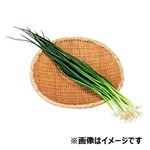 千葉県などの国内産 小ねぎ 1袋