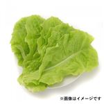 千葉県などの国内産 サンチュ 1袋