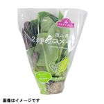 トップバリュ 岡山県産 2種のロメインレタス 1袋