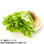 トップバリュ 岡山県産 サンチュ（根付き）1袋