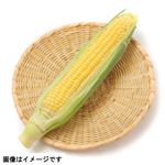 群馬・新潟県などの国内産 とうもろこし 1本 【8月1日～8月3日の受取り】