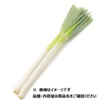鳥取県 などの国内産 長（白）ねぎ 1束