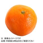 愛媛県などの国内産 いよかん ばら 1個 【3月20日－23日のお受取り】