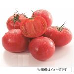 高知県などの国内産 シュガートマト 1パック