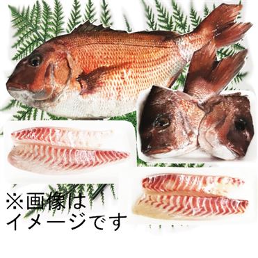 おうちでイオン イオンネットスーパー 予約 10 22 金 23 土 の配送 高知県産他国内産 朝〆真鯛 養殖 1尾分 刺身さく 片身2枚分 鯛あらセット 1尾分