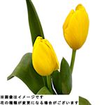 チューリップイエロー系 2本束【置き楽配送指定不可】【12／13～12／14お渡し】