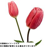 チューリップピンク系 2本束【置き楽配送指定不可】【12／13～12／14お渡し】