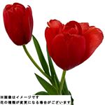 チューリップレッド系 2本束【置き楽配送指定不可】【12／13～12／14お渡し】