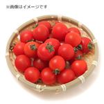 愛知県などの国内産 ミニトマト（美）大パック 250g入 1パック