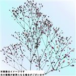 染めかすみ草 ピンク系 1本【置き楽配送指定不可】