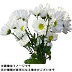 スプレーマム 白 2本束　※【水曜日・金曜日限定配送】【午前便配送不可】【置き楽配送指定不可】