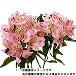 アルストロメリア ピンク系 2本束【置き楽配送指定不可】