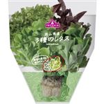 トップバリュ 岡山県 などの国内産 3種のレタス 1袋