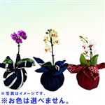 【父の日予約】千葉県旭市 SHEENA マイクロ胡蝶蘭 ハンカチ包み 1本立ち【置き楽配送指定不可】【6／12～6／15お渡し】