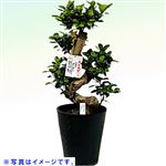 【父の日予約】岐阜県 岐孝園 人生大吉 ガジュマル曲がり 皿無し（黒）24cm黒セラート鉢【置き楽配送指定不可】【6／12～6／15お渡し】