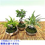 【父の日予約】岐阜県 豊楽園 苔玉皿付き 1個【置き楽配送指定不可】【6／12～6／15お渡し】