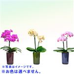 【父の日予約】千葉県旭市 SHEENA ミディー胡蝶蘭 ranto 2本立ち【置き楽配送指定不可】【6／12～6／15お渡し】